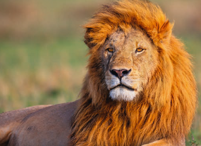 SAVANE ET COQUILLAGES CAT SUPERIEURE